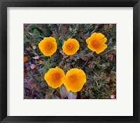Yellow Desert Flowers Fine Art Print