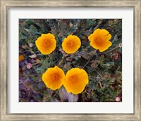 Yellow Desert Flowers Fine Art Print