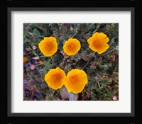 Yellow Desert Flowers Fine Art Print