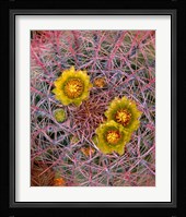 Close Up Of California Poppies Fine Art Print