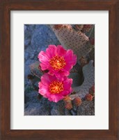 Cactus Flowers In Spring Fine Art Print