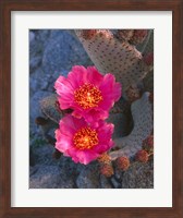 Cactus Flowers In Spring Fine Art Print