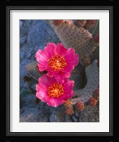 Cactus Flowers In Spring Fine Art Print