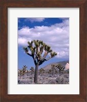 California, Joshua Tree NP, Near Hidden Valley Fine Art Print