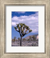 California, Joshua Tree NP, Near Hidden Valley Fine Art Print