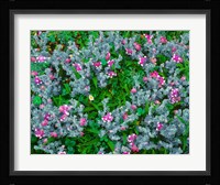 Wildflowers Near The Redwood NP Fine Art Print