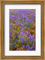 Californian Poppies And Lupine Fine Art Print