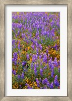 Californian Poppies And Lupine Fine Art Print