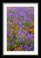 Californian Poppies And Lupine Fine Art Print