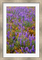 Californian Poppies And Lupine Fine Art Print