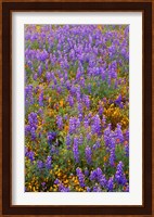 Californian Poppies And Lupine Fine Art Print