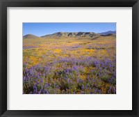 Wildflowers Bloom Beneath The Caliente Range, California Fine Art Print