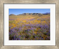 Wildflowers Bloom Beneath The Caliente Range, California Fine Art Print
