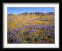 Wildflowers Bloom Beneath The Caliente Range, California Fine Art Print