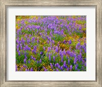 Carrizo Plain National Monument Lupine And Poppies Fine Art Print