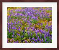 Carrizo Plain National Monument Lupine And Poppies Fine Art Print