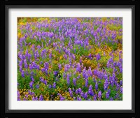 Carrizo Plain National Monument Lupine And Poppies Fine Art Print