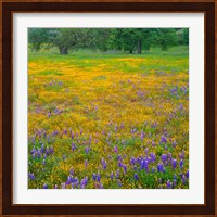 Lupine And Goldfields At Shell Creek Valley, California Fine Art Print