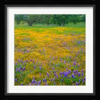 Lupine And Goldfields At Shell Creek Valley, California Fine Art Print