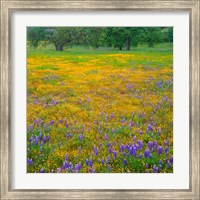 Lupine And Goldfields At Shell Creek Valley, California Fine Art Print