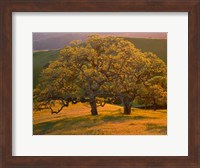 Sunset Soaked Oak Trees, California Fine Art Print