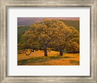 Sunset Soaked Oak Trees, California Fine Art Print