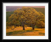 Sunset Soaked Oak Trees, California Fine Art Print
