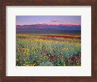 Desert Sunflower Landscape, Death Valley NP, California Fine Art Print
