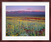 Desert Sunflower Landscape, Death Valley NP, California Fine Art Print