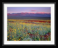 Desert Sunflower Landscape, Death Valley NP, California Framed Print