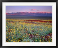Desert Sunflower Landscape, Death Valley NP, California Framed Print
