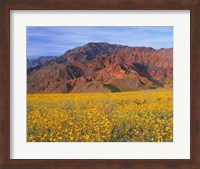 Black Mountains And Desert Sunflowers, Death Valley NP, California Fine Art Print