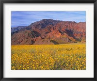 Black Mountains And Desert Sunflowers, Death Valley NP, California Fine Art Print