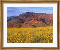 Black Mountains And Desert Sunflowers, Death Valley NP, California Fine Art Print