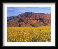 Black Mountains And Desert Sunflowers, Death Valley NP, California Framed Print