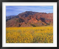Black Mountains And Desert Sunflowers, Death Valley NP, California Framed Print