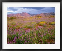 Cottonwood Mountain Landscape, Joshua Tree NP, California Fine Art Print