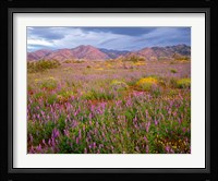Cottonwood Mountain Landscape, Joshua Tree NP, California Fine Art Print