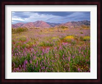 Cottonwood Mountain Landscape, Joshua Tree NP, California Fine Art Print