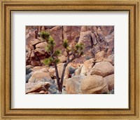 Lone Joshua Trees Growing In Boulders, Hidden Valley, California Fine Art Print