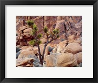 Lone Joshua Trees Growing In Boulders, Hidden Valley, California Fine Art Print