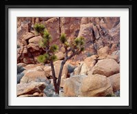 Lone Joshua Trees Growing In Boulders, Hidden Valley, California Fine Art Print