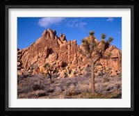Joshua Tree National Park, Trees And Mountains, California Fine Art Print