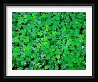 Spring Growth Of Wood Sorrel After Rain Fine Art Print