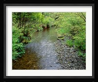 Prairie Creek, California Fine Art Print