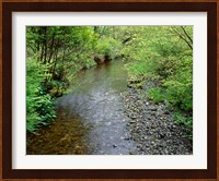 Prairie Creek, California Fine Art Print