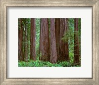 Redwoods Tower Above Ferns At The Stout Grove, California Fine Art Print