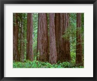 Redwoods Tower Above Ferns At The Stout Grove, California Fine Art Print