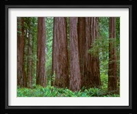 Redwoods Tower Above Ferns At The Stout Grove, California Fine Art Print