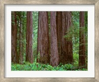 Redwoods Tower Above Ferns At The Stout Grove, California Fine Art Print